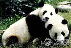 揭秘国宝大熊猫为什么是黑白相间的毛色？