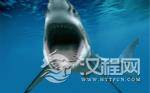 宋朝人霸道的饮食习惯：宋朝人吃鲨鱼 主要吃皮