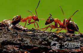 远古蚂蚁曾于恐龙争锋:揭秘远古蚂蚁之谜