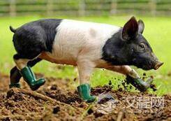有洁癖的小猪:非要穿着雨靴才肯在泥中行走