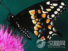 为什么自然界中翅膀颜色深的蝴蝶飞行力更好？