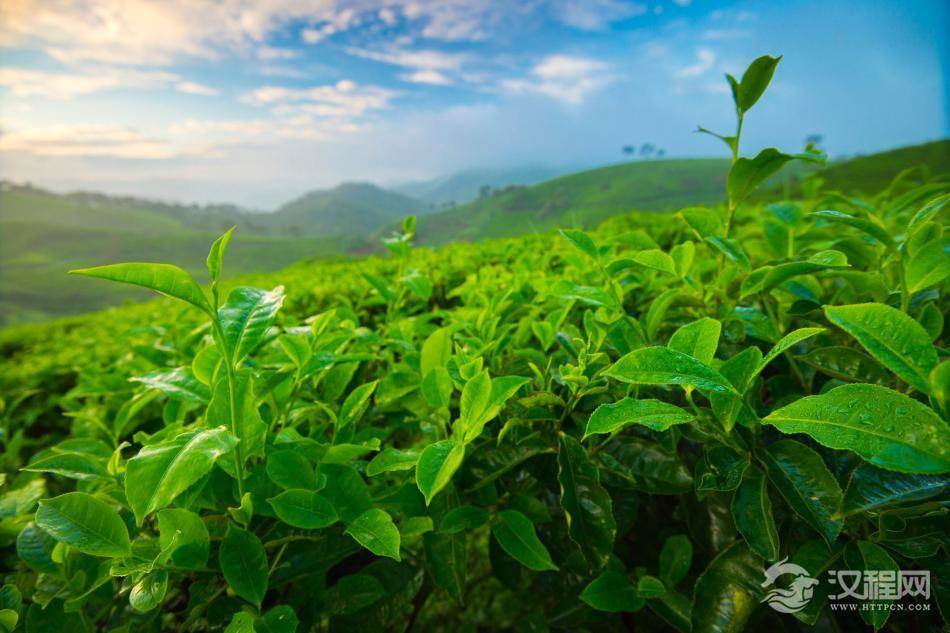 从茶树的起源和自然分布