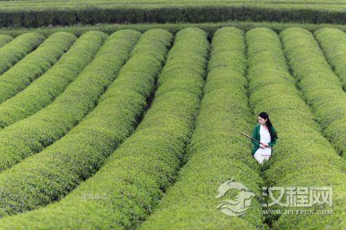 江北茶区