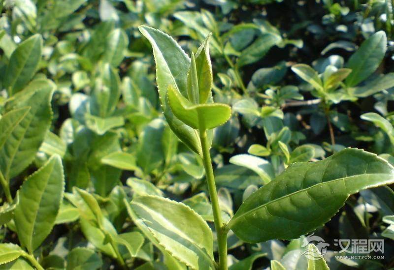 茶叶里面氨基酸的含量取决于茶的种类