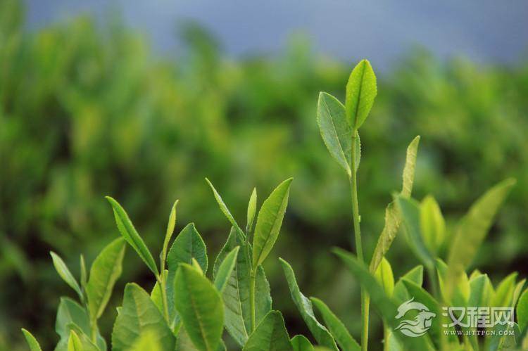常见绿茶品种及原产地