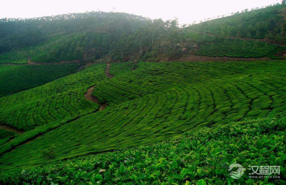 世界茶叶原产地茶原产于中国