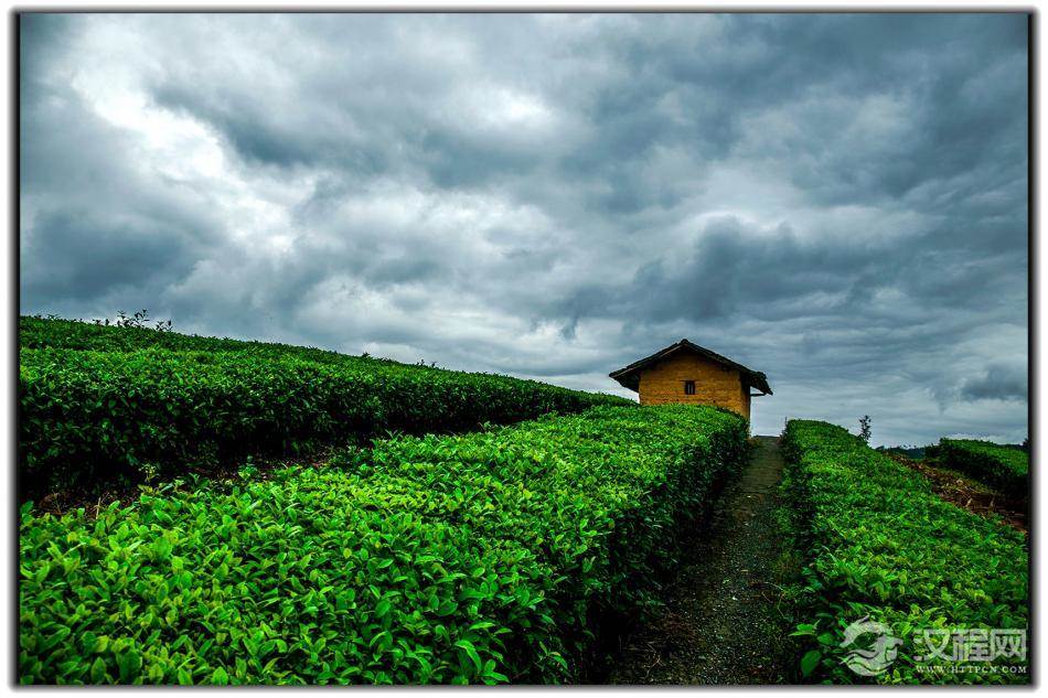 茶叶按茶的产地分类有那几种