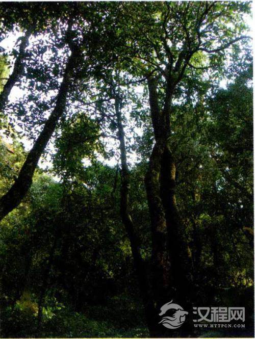 云南茶树的乔木形态