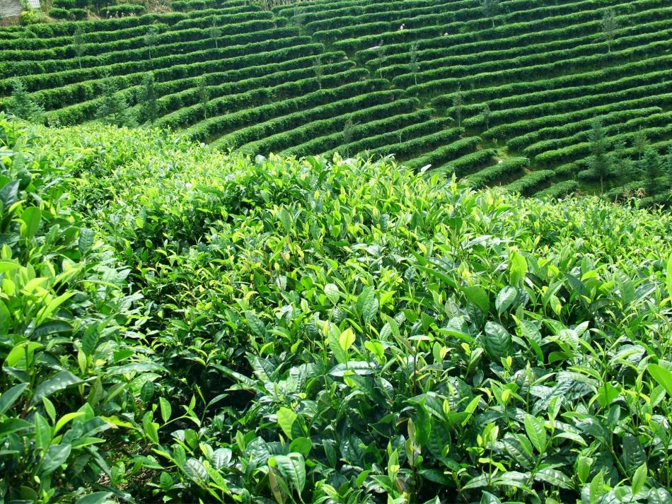华南茶区全年采茶期长达九个月，品种丰富，性状奇珍