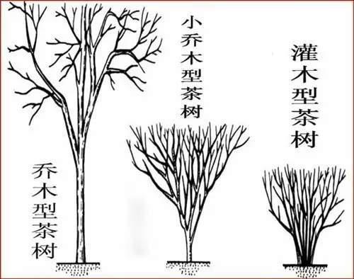 普洱茶树型为乔木、小乔木、灌木三类区别介绍