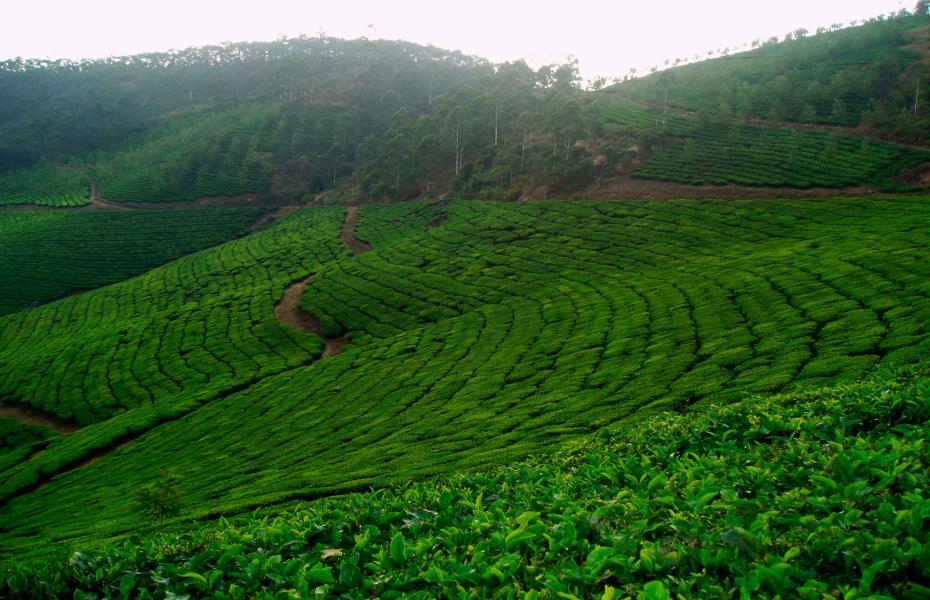 世界茶叶原产地茶原产于中国，中国茶的原产地是云南
