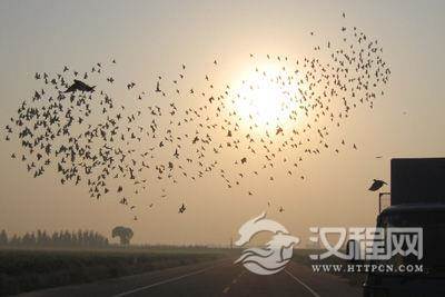 国际信鸽爱好者联合会在布鲁塞尔成立