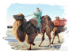 蒙古族养驼习俗
