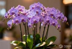 第一次见家长，送什么花最能博得好感？这份指南救了太多人