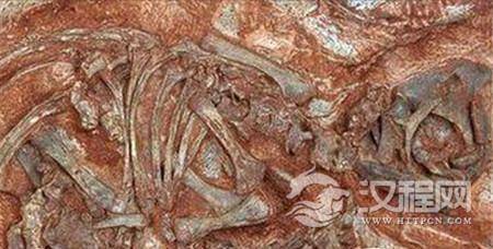 最老恐龙晶胚化石