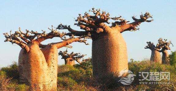 世界上寿命最长的树，猴面包树(最老的竟已有5500岁)