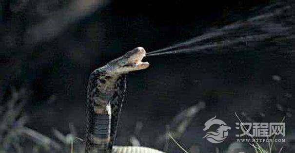 蛇毒如此强大会致人死，为什么蛇自己却没事呢？