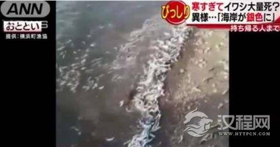 日本青森县海岸近日为何大范围出现沙丁鱼尸体，呈现出异样的光景？
