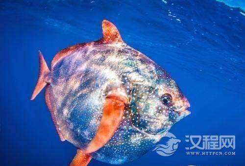 科学家发现世界上第一种巨大温血鱼 长得还蛮有喜感的
