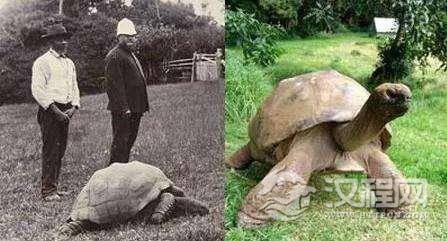 世上年纪最大的陆龟178岁