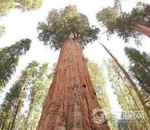 世界上最大的树 雪曼将军树