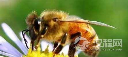 至今科学都没法解释的五大自然现象，蜜蜂为什么会突然大量死亡？