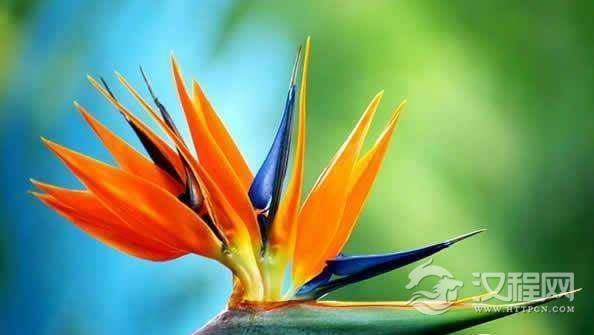 世界上最美的花，天堂鸟花绝对是大自然的神来之笔