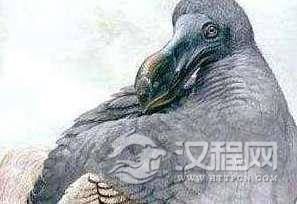 真实的渡渡鸟灰蓝色羽毛不会飞，体重23公斤，现灭绝
