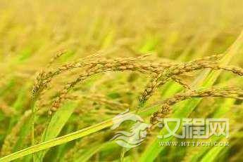 中国什么时候开始有水稻的？古代人主食都吃什么？