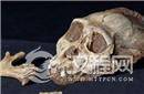 南非发现两具南方古猿尸骸 揭晓人类进化之谜