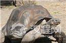 两千年前西汉古墓挖出千年神龟 真相太惊人！