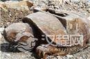 明代巨型龟甲出土 或因大运河改道被埋