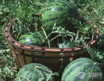 在古代，古人们夏天也会吃西瓜吗？