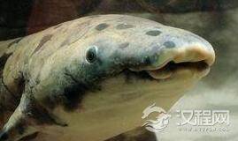 地球最古老脊椎动物: 这条鱼活了90多岁离世