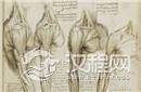 揭秘：遗失百年的达芬奇人体解剖