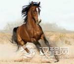 汗血宝马在中国的发展：马种曾经被数次引入