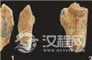 10万年前古人骨上有噬痕 不排除被人食用