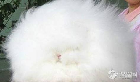 安哥拉兔毛为什么那么长？是天然的还是...