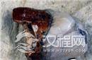 揭秘瑞典发现牙齿化石 揭示北京猿人生活细节