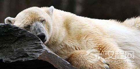 熊冬眠