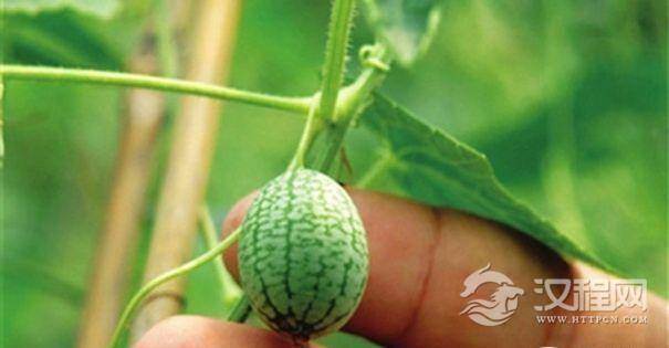 世界上最小的西瓜：一口能吃10几个