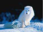 狐狸在秦汉时曾被尊为祥瑞：汉代以后成为淫兽