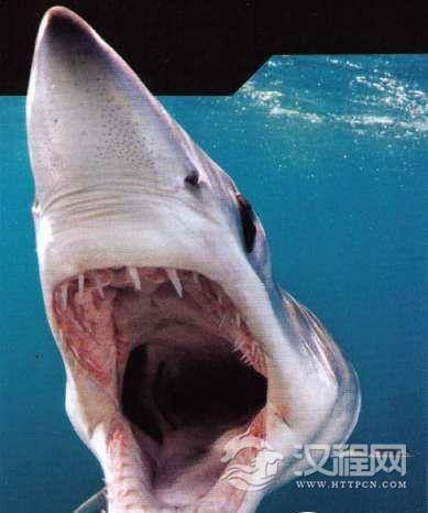 水下利箭，世界上速度最快的鲨鱼—尖吻鲭鲨