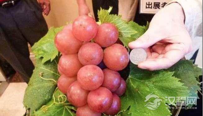 世界上最贵的葡萄，日本浪漫红宝石葡萄一串7.28万元再创纪录