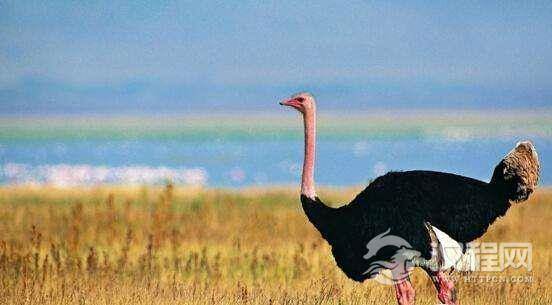 重达155公斤，这才是世界上最大的鸟，北非鸵鸟（重达155公斤）