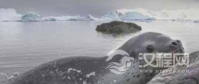 世界上最凶猛的海豹，吃海豹的豹形海豹