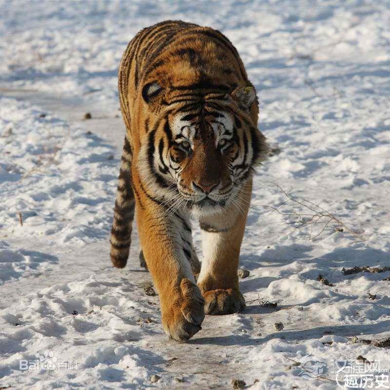 世界上最大的猫科动物，西伯利亚虎