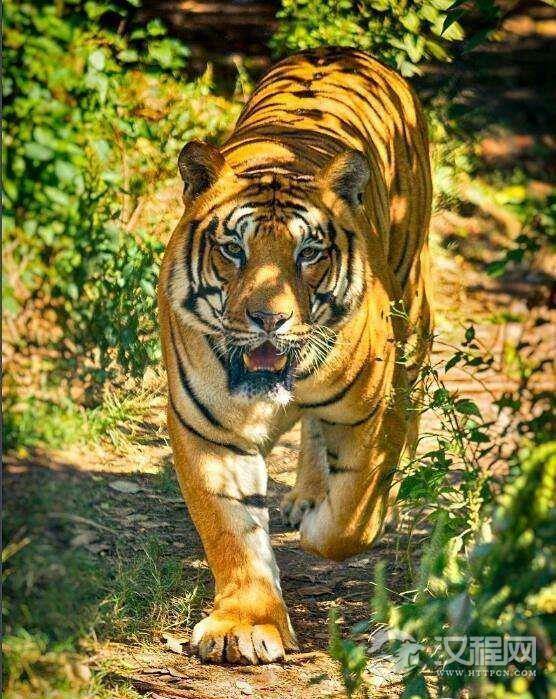 世界最多，分布最广的老虎，孟加拉虎