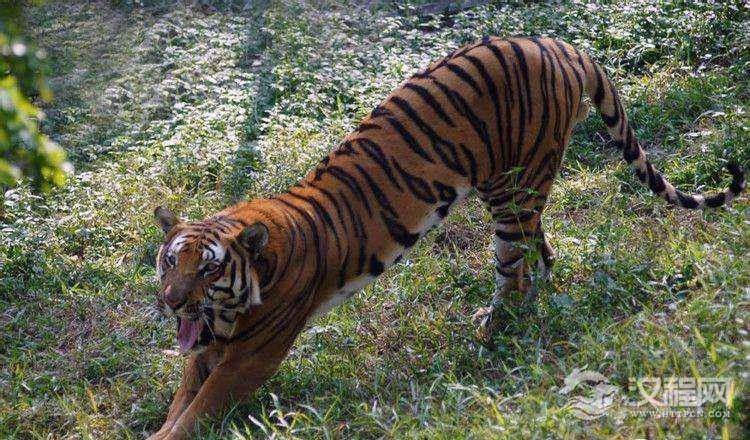 全世界最珍稀的老虎，中国独有的老虎品种，华南虎