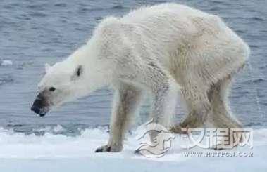 32℃高温下北极熊濒临灭绝，专家预测北极熊会在40年内灭绝
